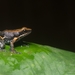 Silverstone's Poison Frog - Photo (c) Carlos Bran Urabá Nature, all rights reserved, uploaded by Carlos Bran Urabá Nature