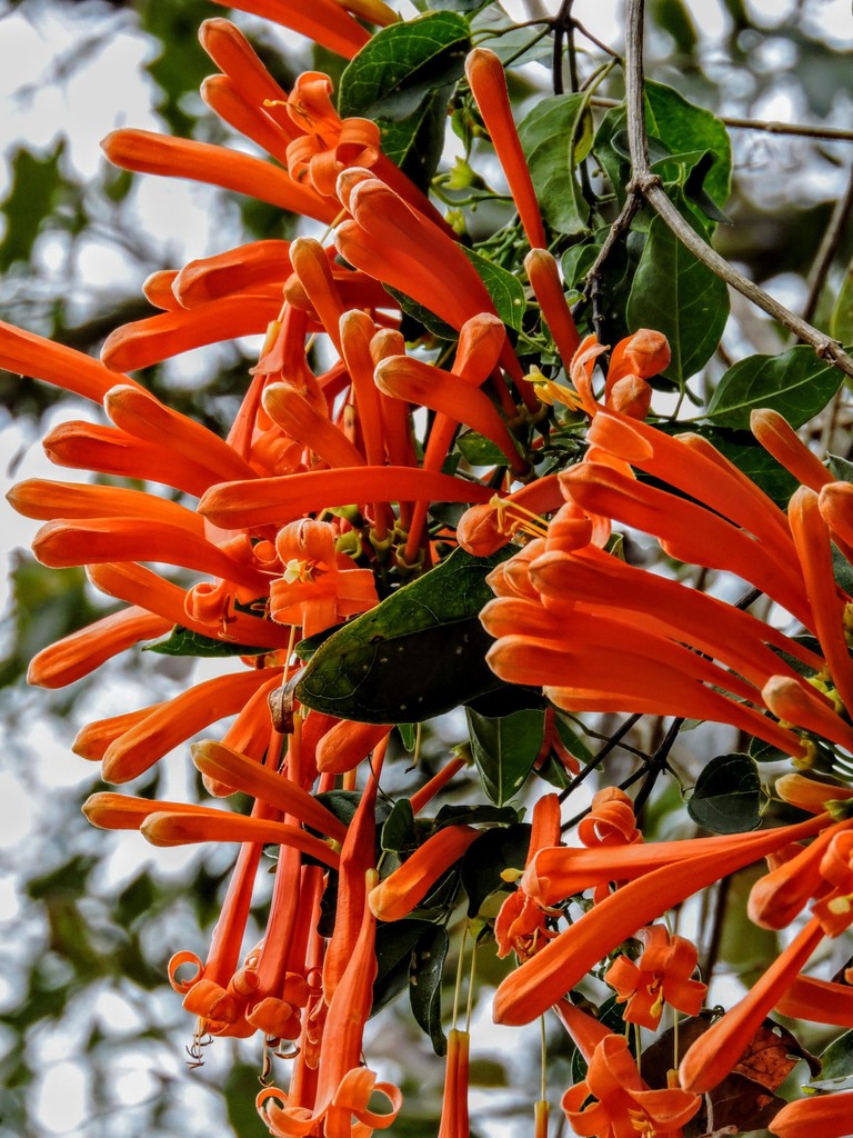 Flame vine from Prados - MG, Brasil on August 5, 2019 by Mirna Caniso ...