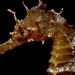 Observation photo