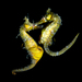Hippocampus haema - Photo (c) seahorses_of_the_world, כל הזכויות שמורות, הועלה על ידי seahorses_of_the_world