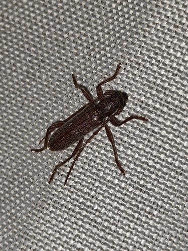 Anelaphus piceus