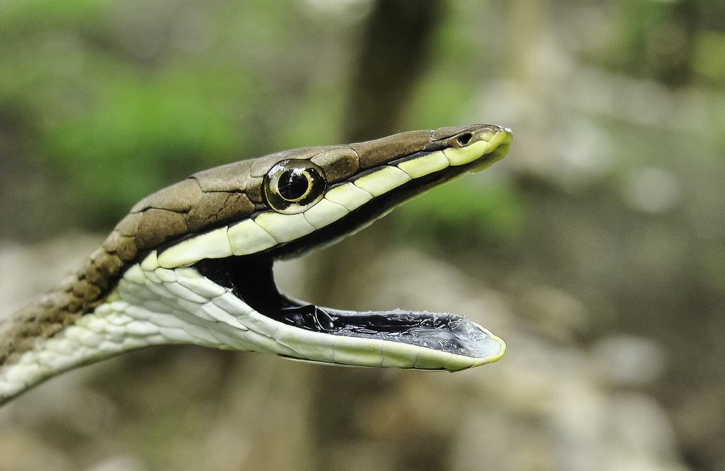 Culebra bejuquilla mexicana (Anfibios y Reptiles de Tamaulipas ...