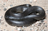 Lampropeltis splendida nigrita - Photo (c) Jake Scott, all rights reserved, uploaded by Jake Scott