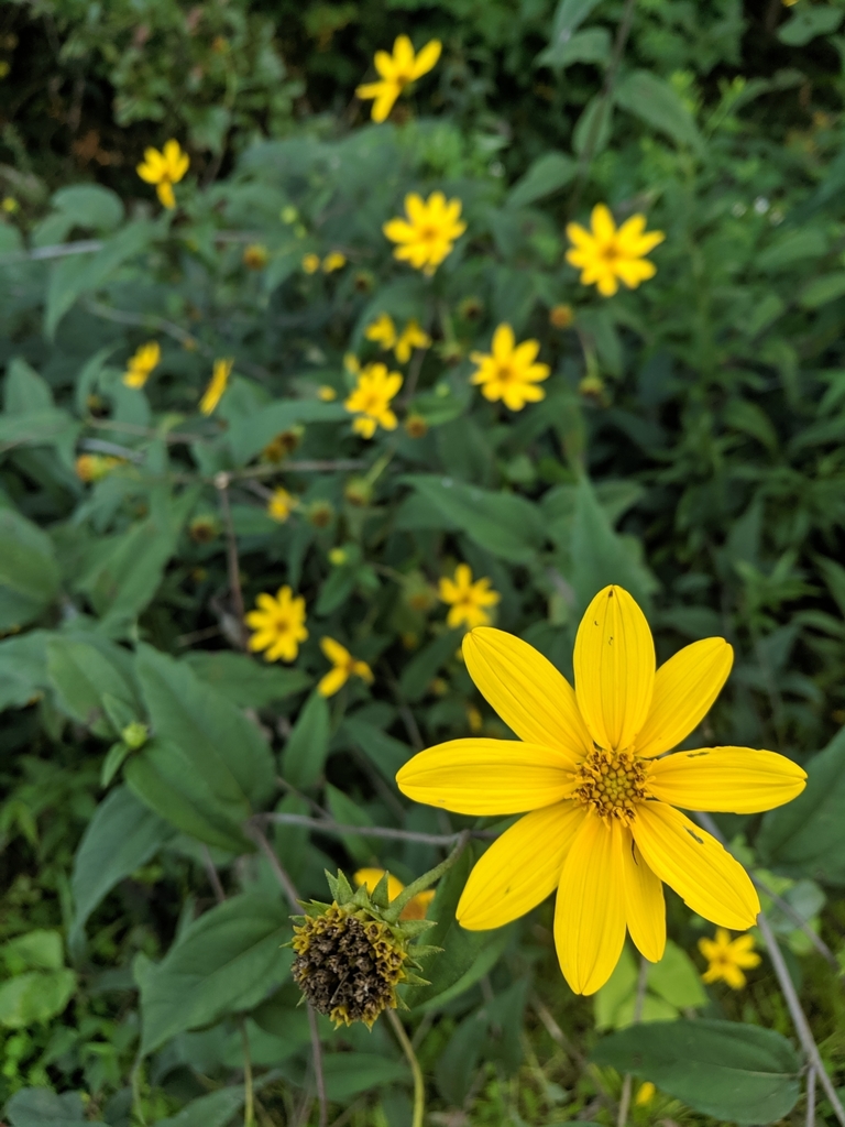 sunflowers from Tallahassee, FL 32301, USA on August 28, 2019 at 0712