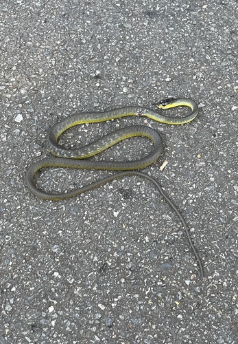 Common Tree Snake sighting