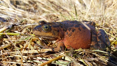 Oregon Spotted Frog