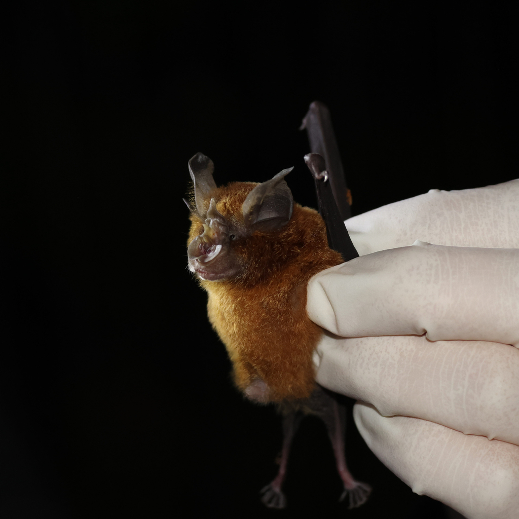 Glossy Horseshoe Bat (Rhinolophus refulgens)
