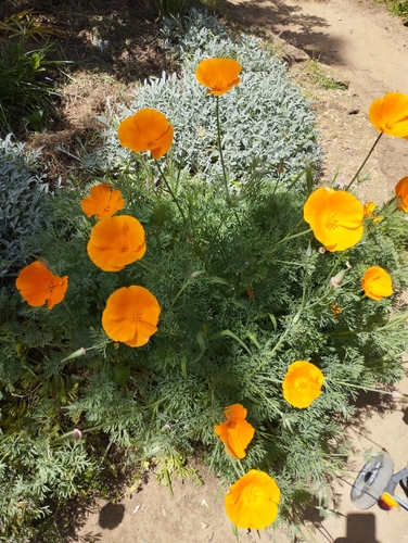 California poppy