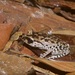 Inger's Black-eyed Litter Frog - Photo (c) Josh Addesi, all rights reserved, uploaded by Josh Addesi