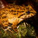 Matang Creek Frog - Photo (c) Josh Addesi, all rights reserved, uploaded by Josh Addesi