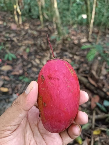 Barringtonia apiculata