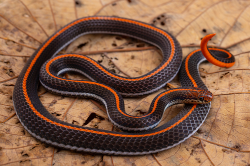 Calliophis intestinalis (Laurenti, 1768)