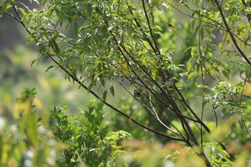 Red-keeled Flowerpecker