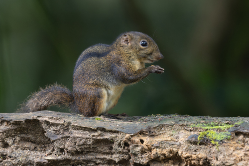 Lariscus insignis (F.Cuvier, 1821)