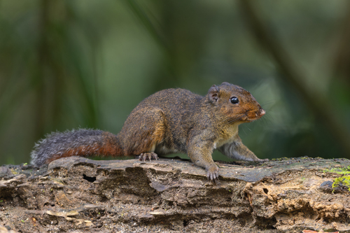 How to identify Dremomys rufigenis (Blanford, 1878)