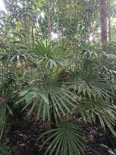 Licuala bakeri