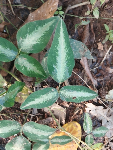Silverleaf Desmodium