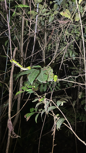 Southern Green Python sighting
