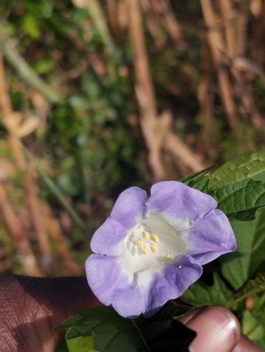 apple-of-Peru