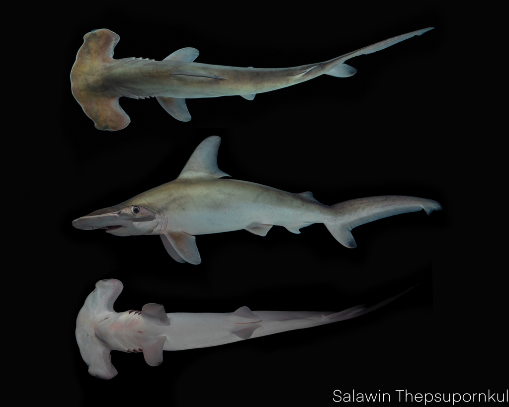 Scalloped Hammerhead Shark