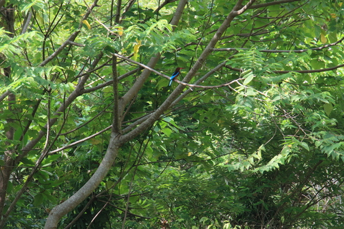 Brown-breasted Kingfisher