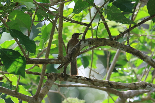 Philippine Bulbul