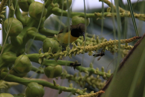 Garden Sunbird