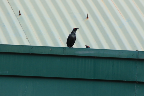 Asian Glossy Starling