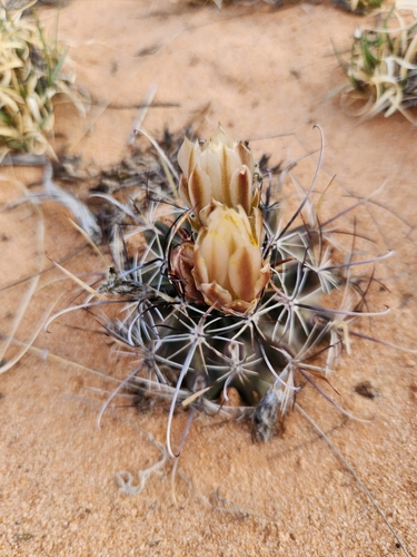 Sclerocactus sileri