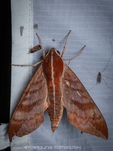Ampelophaga rubiginosa