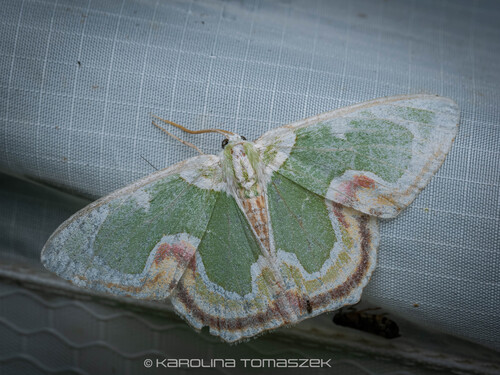 Eucyclodes sanguilineata