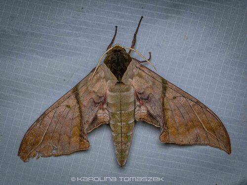 Callambulyx rubricosa
