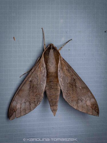 Acosmerycoides harterti
