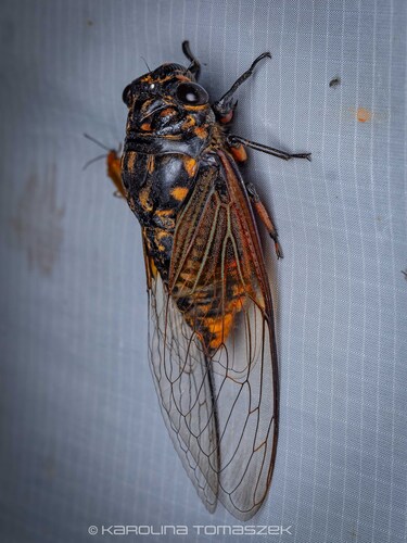 Cryptotympana mandarina