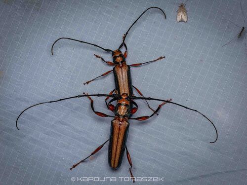 Xystrocera festiva