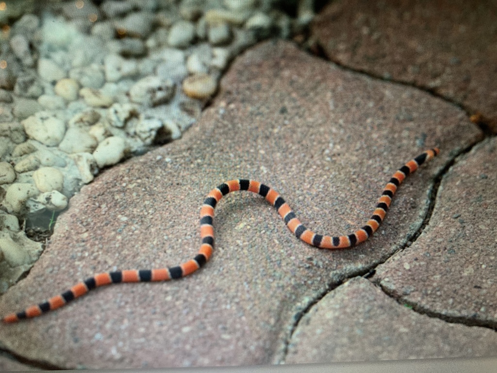 Barred Coral Snake From Luzon Island Alfonso Cavite PH On August 29   Large 