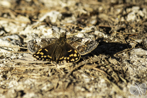 Mountainous Duskywing