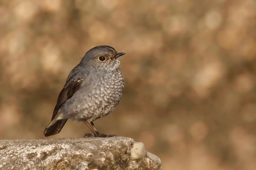 Plumbeous Water Redstart
