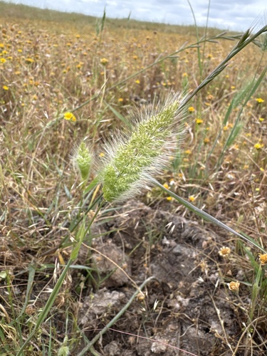 iNaturalist observation photo of rabbitfoot grass