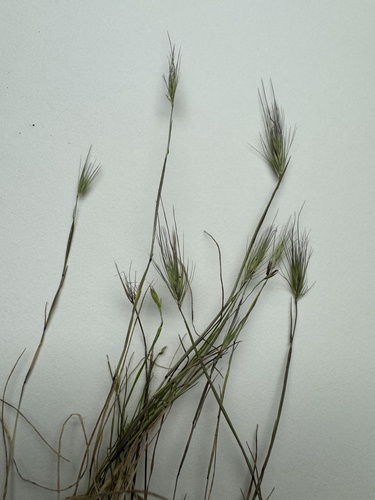 iNaturalist observation photo of salt barley