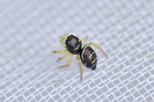 Heliophanus ussuricus