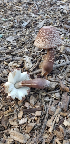 reddening lepiota