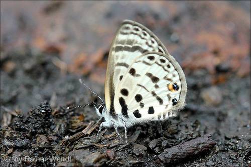 Pale Babul Blue