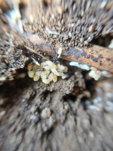 Temnothorax laestrygonTemnothorax laestrygon
