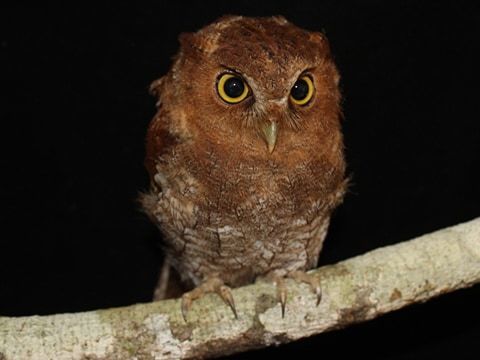 Foothill Screech-Owl (Megascops roraimae) photo