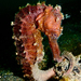 Observation photo