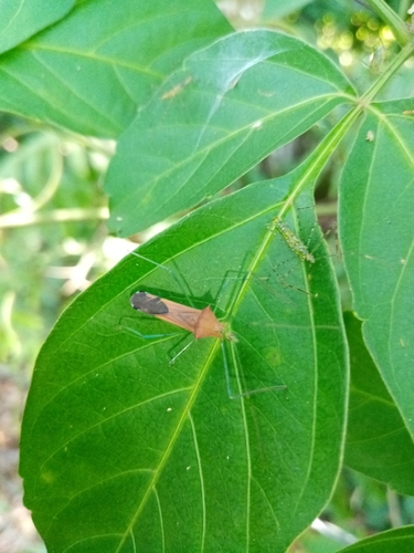 Genus Pronozelus · iNaturalist United Kingdom