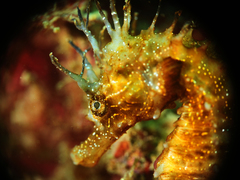 Hippocampus guttulatus