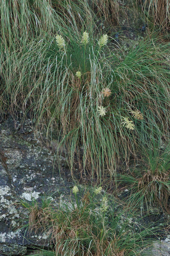 Chloris paniculata