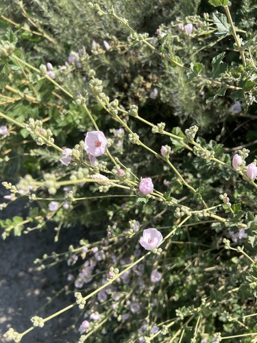 iNaturalist observation photo of southern coastal bushmallow